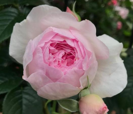 小众送妈妈的花有哪些花