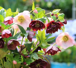 小众送妈妈的花有哪些花