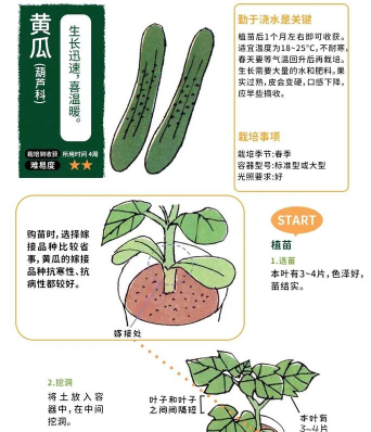 菜瓜怎么种植
