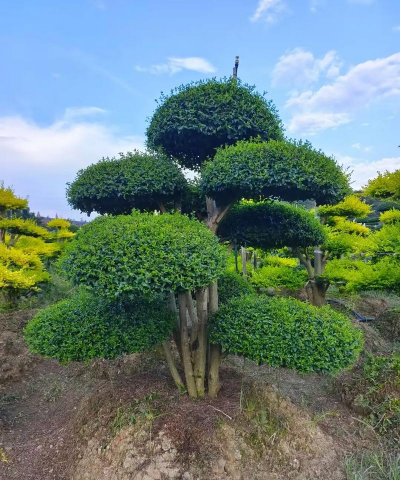 小叶女贞造型树修剪步骤