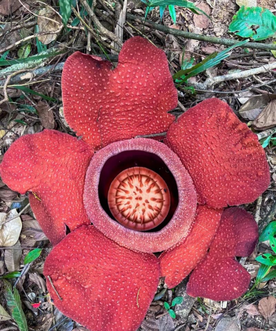 小众送妈妈的花有哪些花