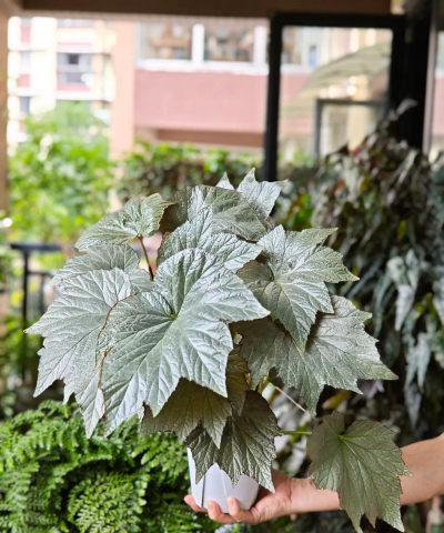 小众送妈妈的花有哪些花