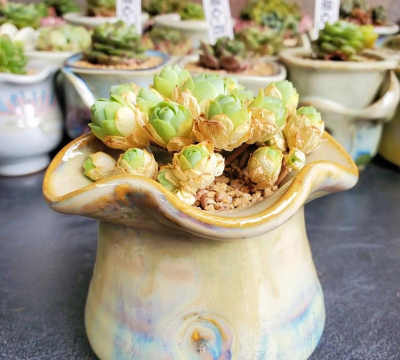 小众送妈妈的花有哪些花