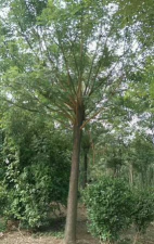 速生国槐和原生的区别