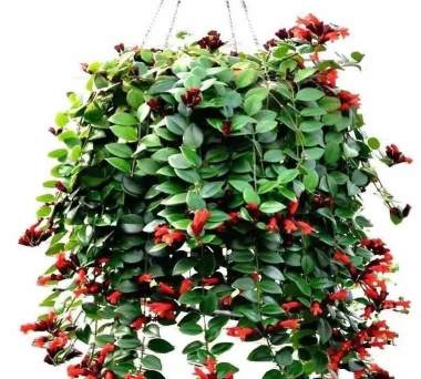 小众送妈妈的花有哪些花