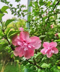 小众送妈妈的花有哪些花