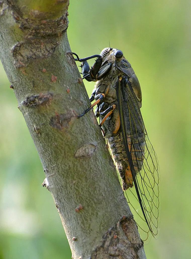 小众送妈妈的花有哪些花