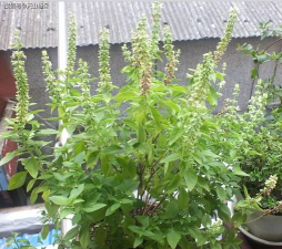 小众送妈妈的花有哪些花