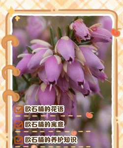 小众送妈妈的花有哪些花