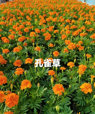 孔雀草图片