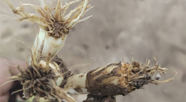 小众送妈妈的花有哪些花