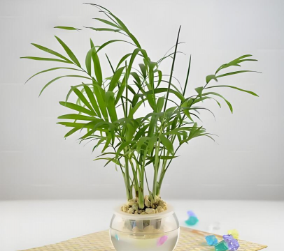 小众送妈妈的花有哪些花