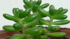 小众送妈妈的花有哪些花