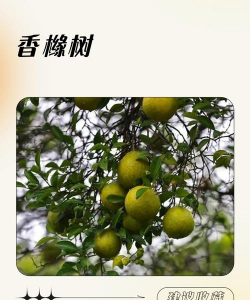 香橼树的寓意