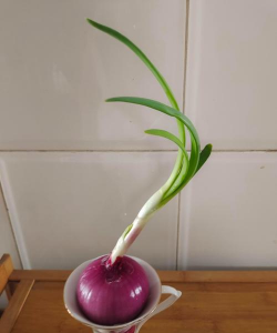 小众送妈妈的花有哪些花