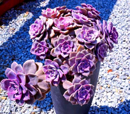 小众送妈妈的花有哪些花