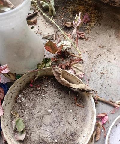 小众送妈妈的花有哪些花