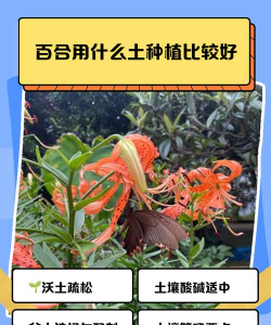 小众送妈妈的花有哪些花