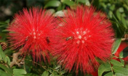 小众送妈妈的花有哪些花