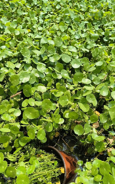 铜钱草和香菇草是一种植物吗