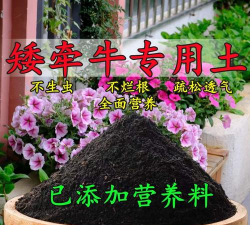 小众送妈妈的花有哪些花