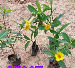 小众送妈妈的花有哪些花