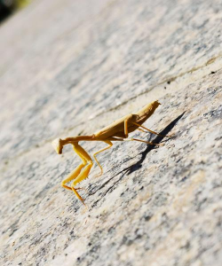 小众送妈妈的花有哪些花