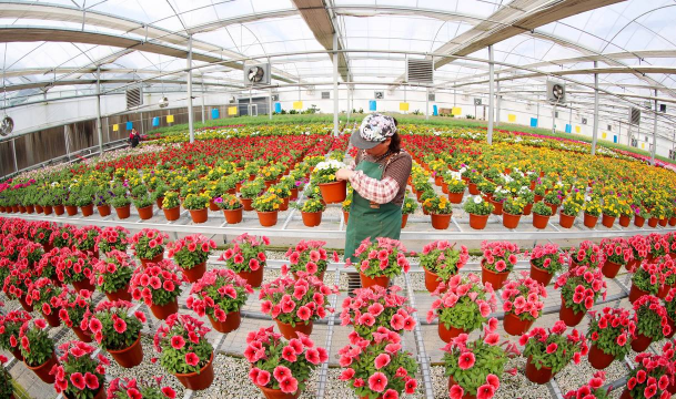 小众送妈妈的花有哪些花