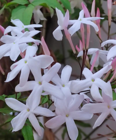 小众送妈妈的花有哪些花