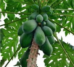 小众送妈妈的花有哪些花