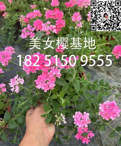 小众送妈妈的花有哪些花