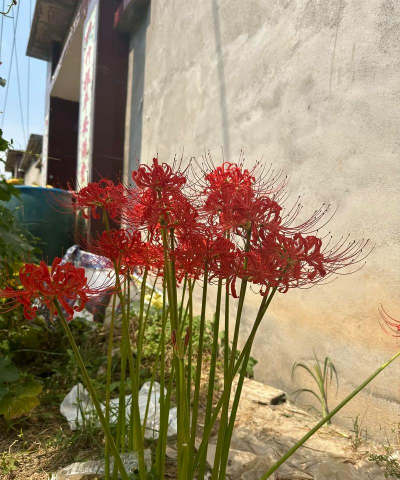 小众送妈妈的花有哪些花