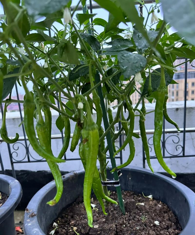 小众送妈妈的花有哪些花