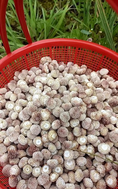 白地泡怎么种植