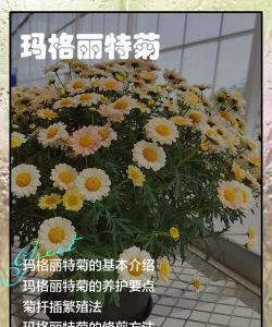 玛格丽特花的养殖方法和注意事项大全