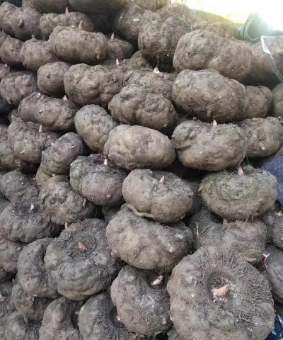 小众送妈妈的花有哪些花