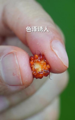 小构树果实能吃吗