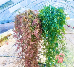 小众送妈妈的花有哪些花