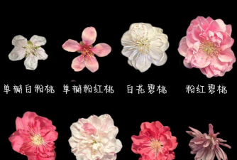 碧桃图片大全图谱