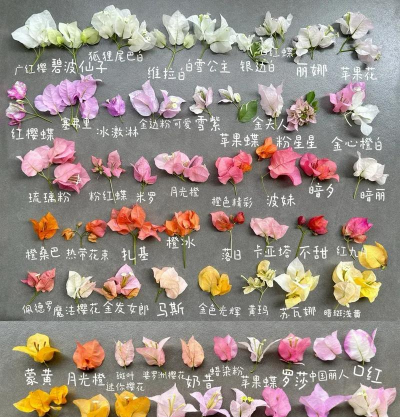 梅花的品种分类