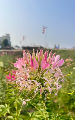 小众送妈妈的花有哪些花