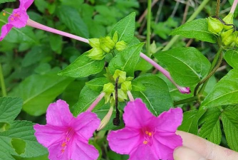 小众送妈妈的花有哪些花