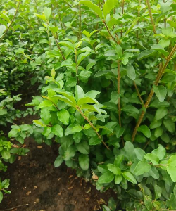 小叶女贞是草本植物还是木本植物