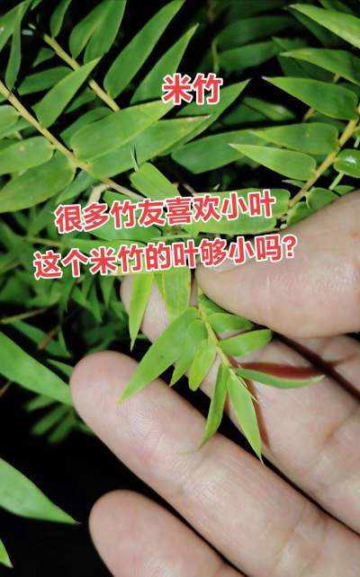 米竹和凤尾竹的区别