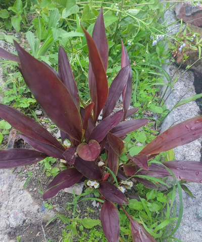 小众送妈妈的花有哪些花