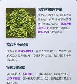 小众送妈妈的花有哪些花