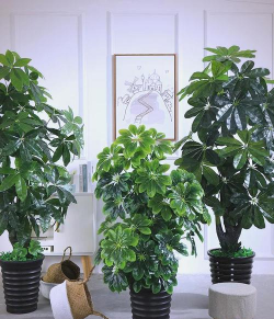 小众送妈妈的花有哪些花