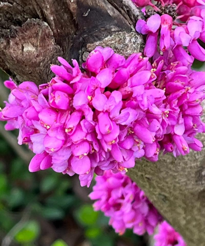 小众送妈妈的花有哪些花