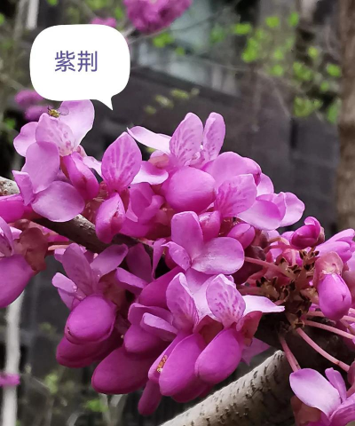 小众送妈妈的花有哪些花