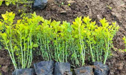 小众送妈妈的花有哪些花